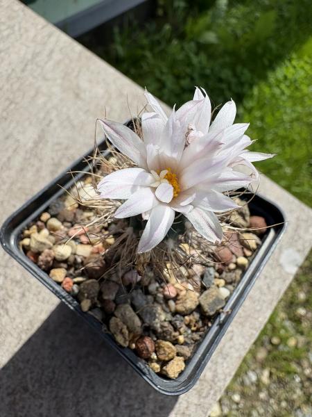 Turbinicarpus heliae